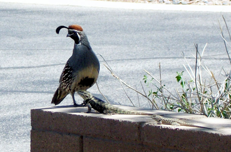 Mr. Quail and Friends